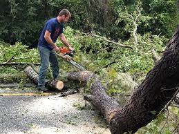 Best Storm Damage Tree Cleanup  in Great Neck, NY