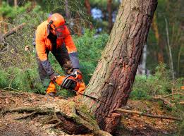 Best Stump Grinding and Removal  in Great Neck, NY