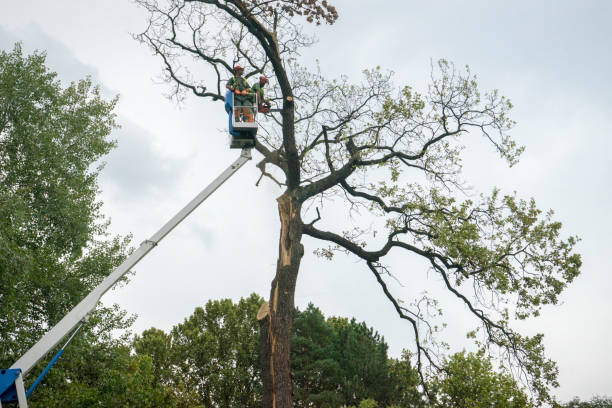 Professional Tree Removal in Great Neck, NY