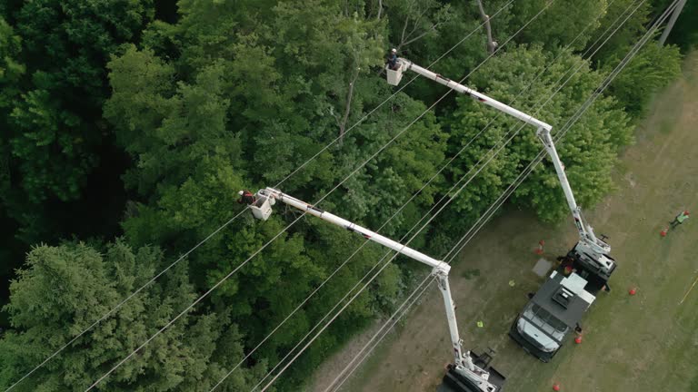 Best Fruit Tree Pruning  in Great Neck, NY