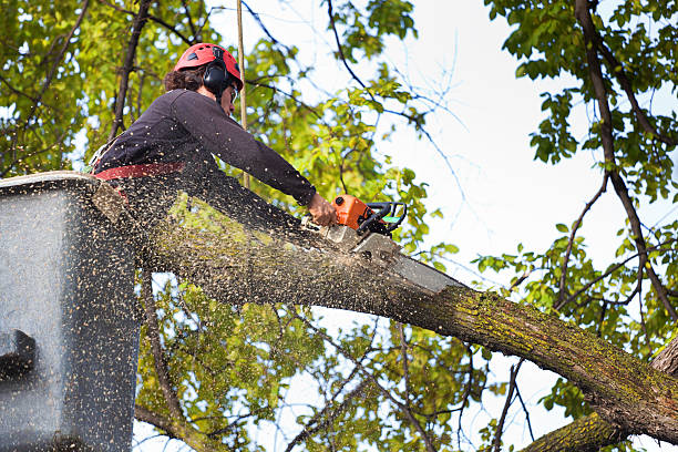 Best Tree Mulching  in Great Neck, NY